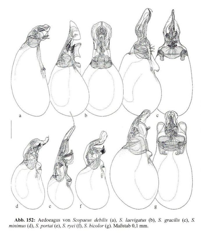 Die Käfer Mitteleuropas 4 Staphylinidae I - 384.jpg