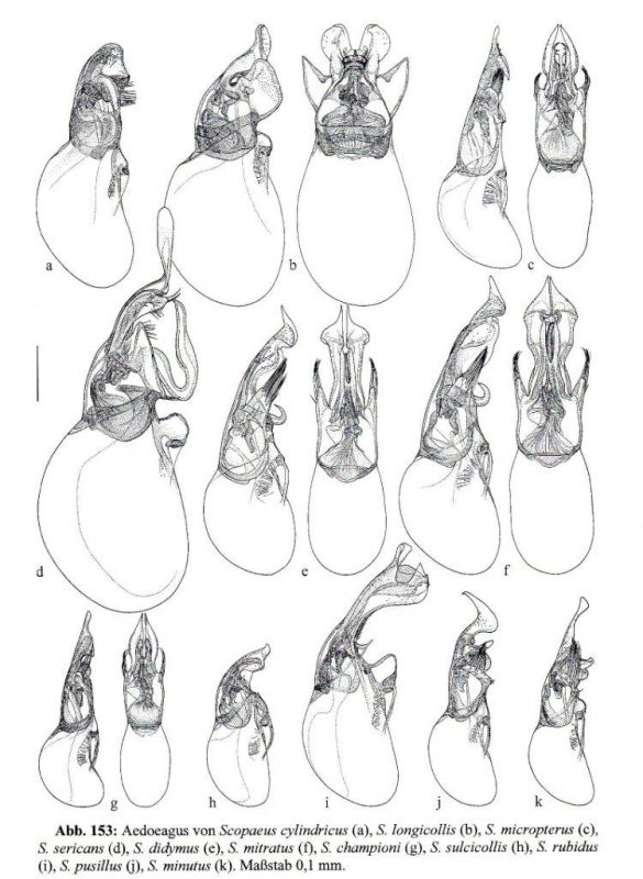 Die Käfer Mitteleuropas 4 Staphylinidae I - 387.jpg