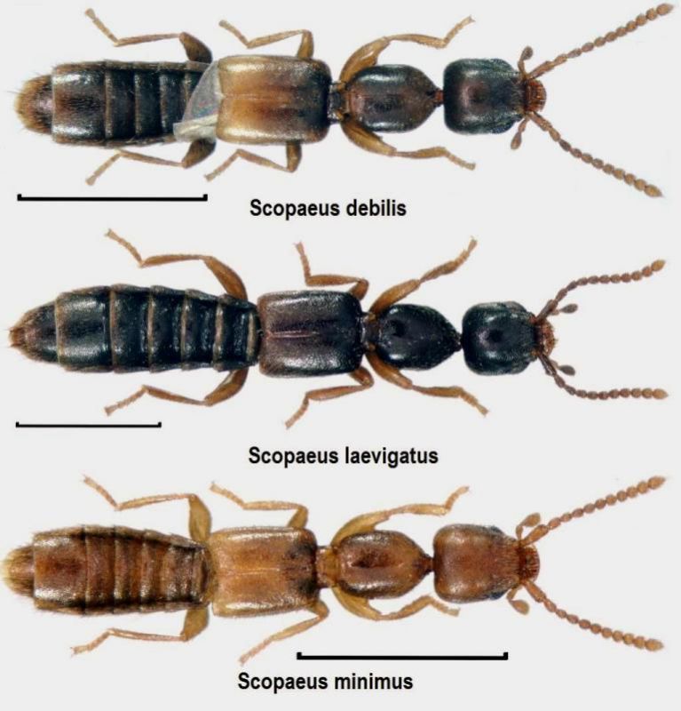 Scopaeus debilis Hochhuth, 1851.jpg