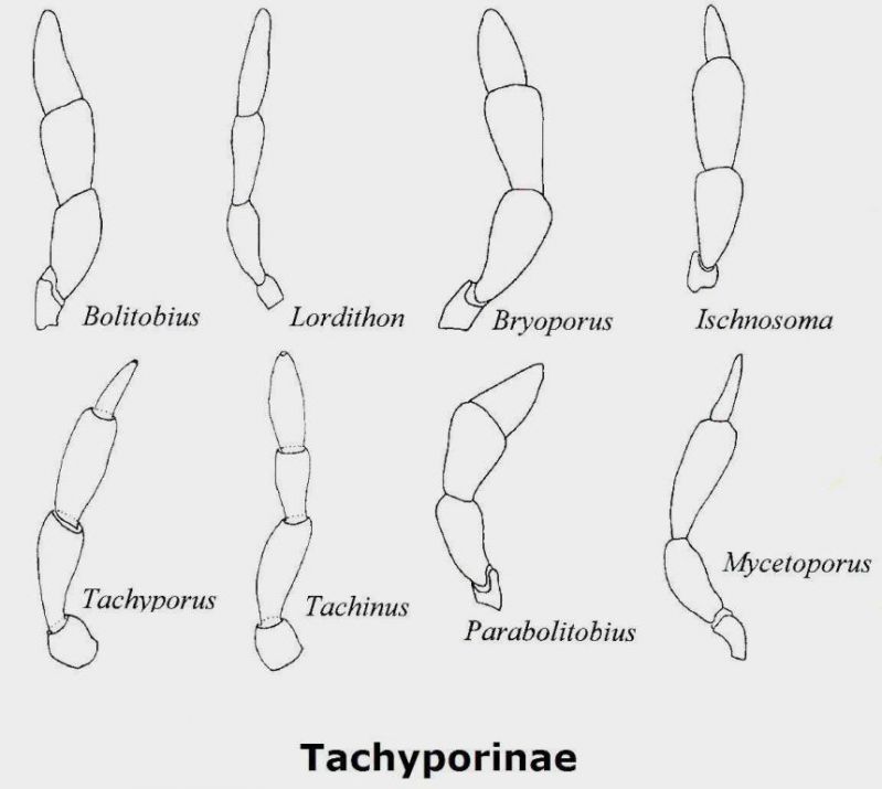 Tachyporinae.jpg