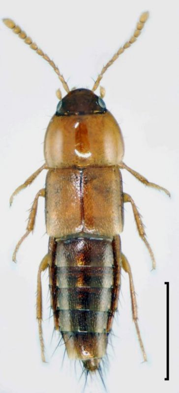 Tachyporus (Palporus) nitidulus (Fabricius, 1781).jpg