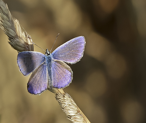 _Polyommatus icarus 13.jpg