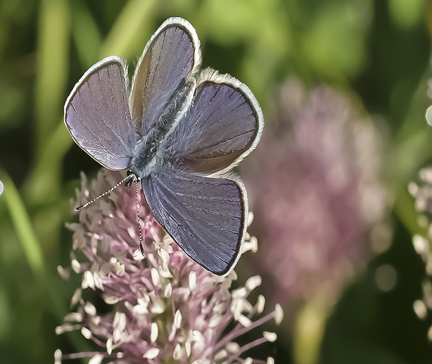 _Polyommatus icarus 12.jpg