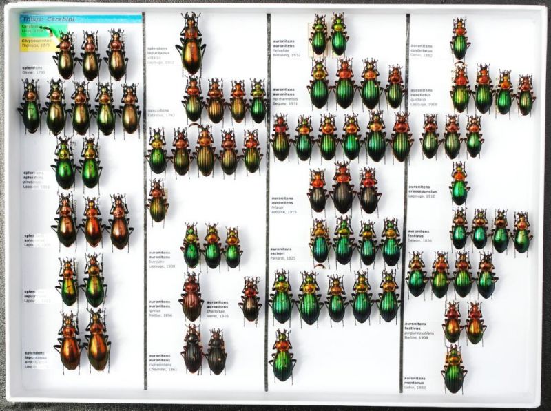 Carabidae 22.JPG