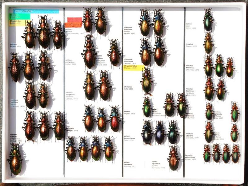 Carabidae 21.JPG