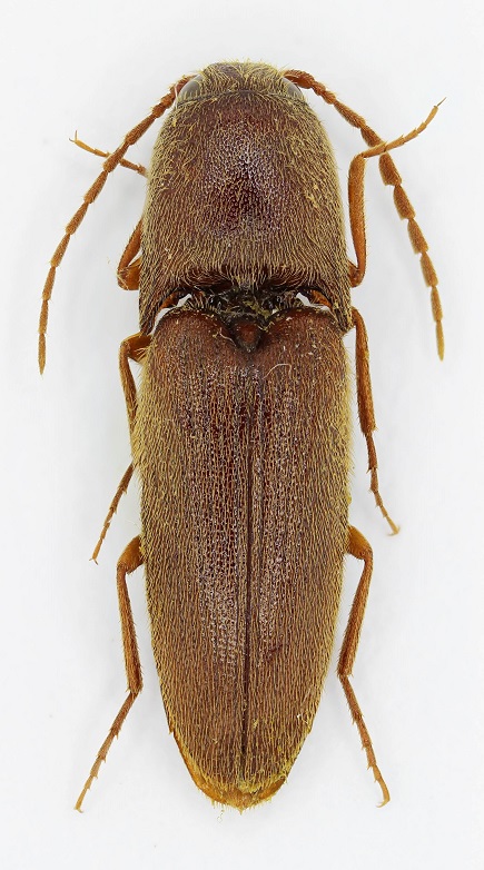 Elateridae Rodi4 - Copia.jpg