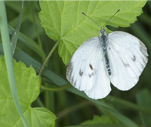 Pieris Mannii 10.jpg