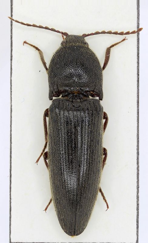 Elateridae Senise2 - Copia.jpg