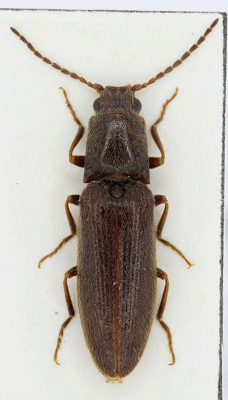 Elateridae Grecia1 - Copia.jpg