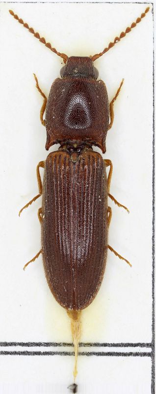 Elateridae Spagna - Copia.jpg