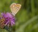 _Polyommatus icarus32.jpg