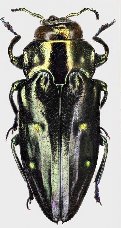 Chrysobothris_cribrifrons_French_Guyane_Regina_VIII-2012_14,5mm_grey.jpg