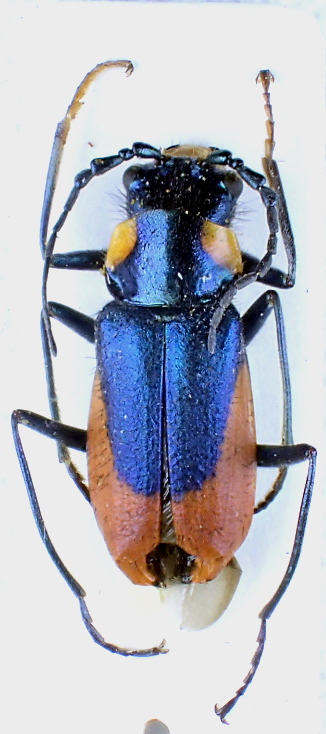 clanoptilus _heliophilus.JPG