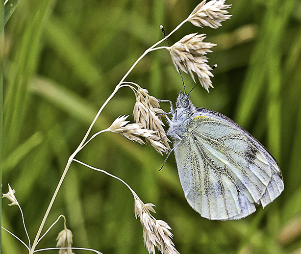 Pieris bryonie.jpg