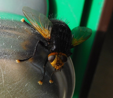 tachina fera 10 agosto DSCN1748.jpg