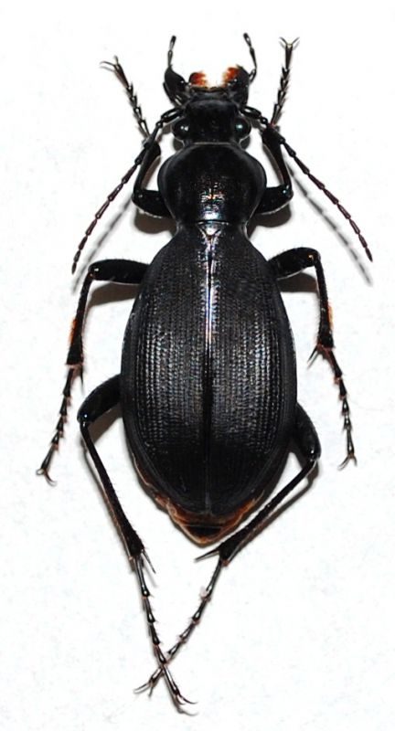 Aplothorax burchelli Waterhouse, 1841 Santa Elena isl.JPG