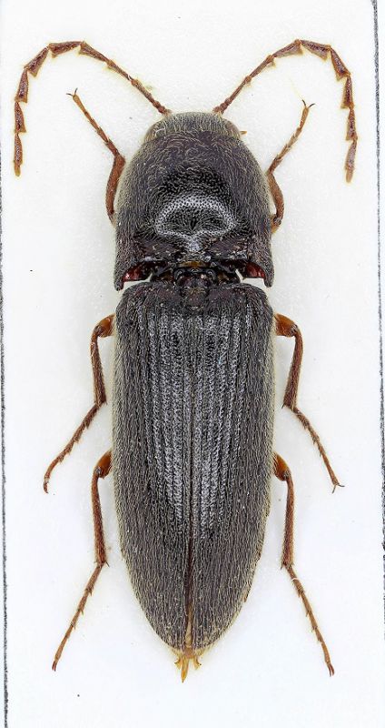 Elateridae Marocco 3 - Copia.jpg