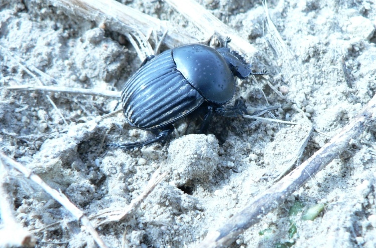 Scarabeus laticollis.JPG