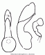 aleochara_haemoptera.gif