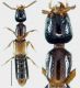 Leptacinus formicetorum Märkel, 1841.jpg