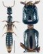 Leptacinus pusillus (Stephens, 1833).jpg