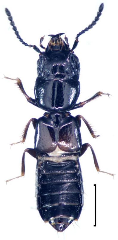 Platystethus spinosus Erichson, 1840.jpg