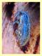 probabile Sitona sp. -  4 mm. corteccia Eucalipto - Anzio 18.1.2018 (2).JPG