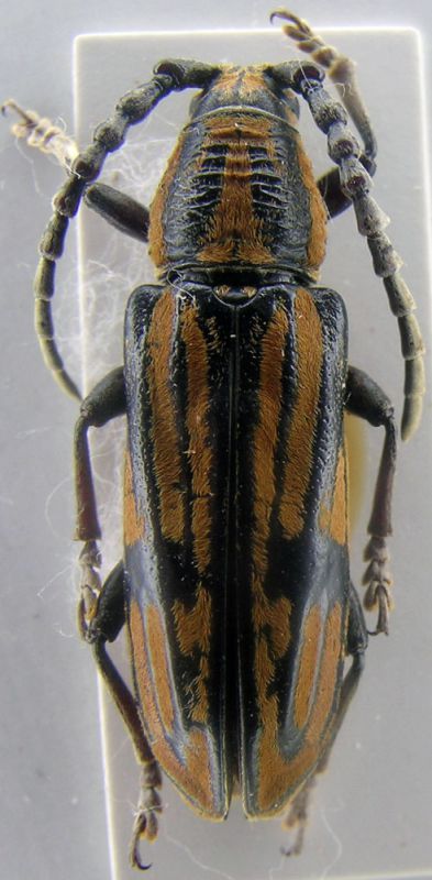 cerambicidae filippine.jpg