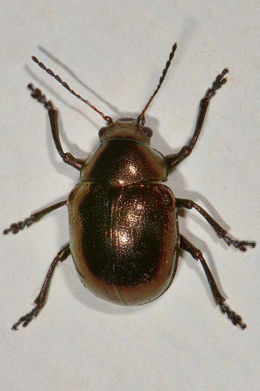 1 colasposoma dauricum chrysomelidae casa .jpg