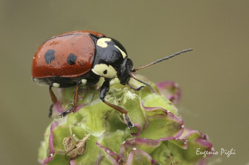 2014_05_06 pai img_3757 coccinella.jpg