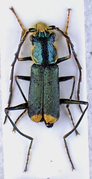 clanoptilus capricornis_m.JPG