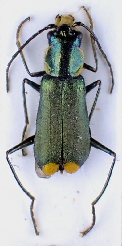 clanoptilus capricornis_f.JPG