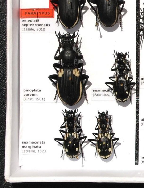 Carabidae 1a.JPG