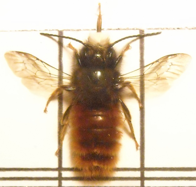 Osmia 002 A.jpg