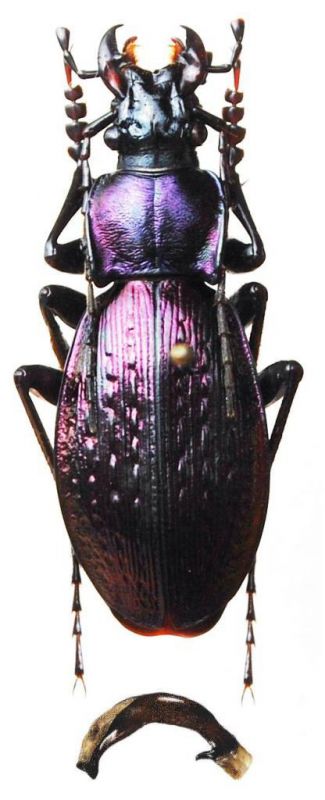 Carabus (Archiplectes) labensis Gottwald, 1985 - Kopie.JPG