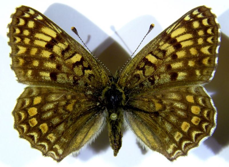 Melitaea phoebe.jpg