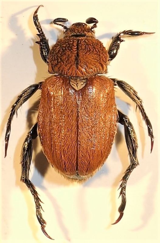 Brancoplia leucaspis leucaspis Laporte, 1840.JPG