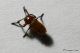 IMG_3129da id.jpg