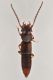 1 siagonium sp staphylinidae frazione grangiotto .jpg