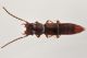 3 siagonium sp staphylinidae frazione grangiotto .jpg