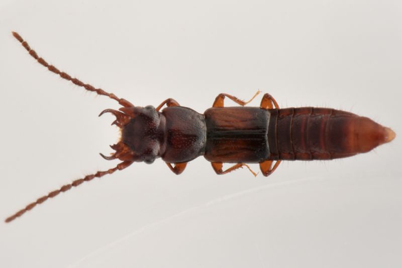 3 siagonium sp staphylinidae frazione grangiotto .jpg