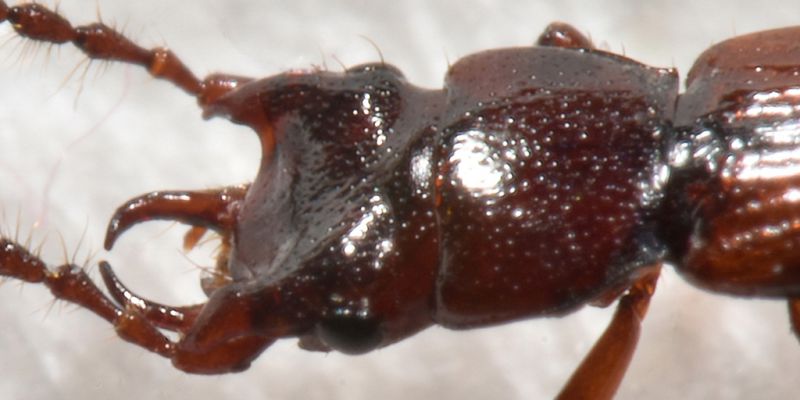 4 siagonium sp staphylinidae frazione grangiotto .jpg