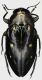 Chrysobothris_Indonesia_Papua_Manokwari_Arfak_Mts_Mybri_1200-1500m_X-2017_19mm_grey.jpg