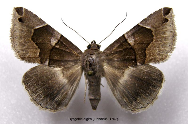 B. sphinx - D. algira 011.JPG