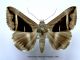 Dysgonia - Grammodes 011.JPG