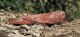 DSCN9910.JPG
