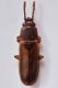 1 pediacus dermestoides cucujidae fraz grangiotto .JPG