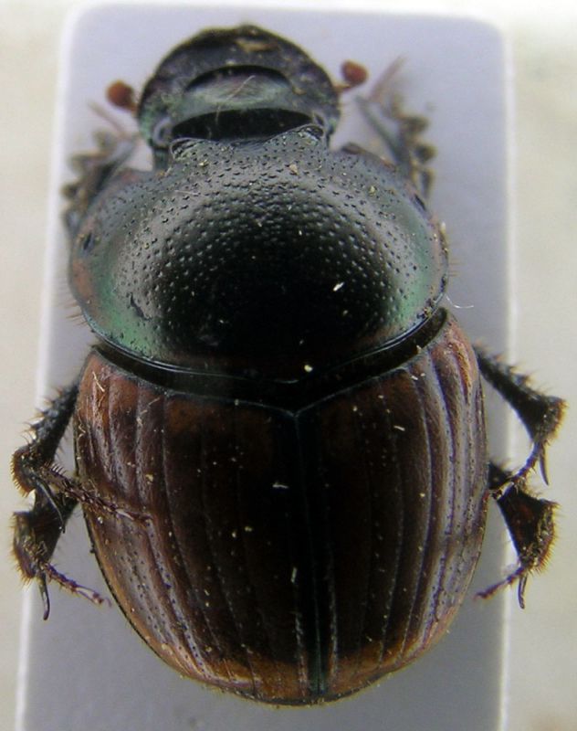 Onthopagus Madagascar 1.jpg