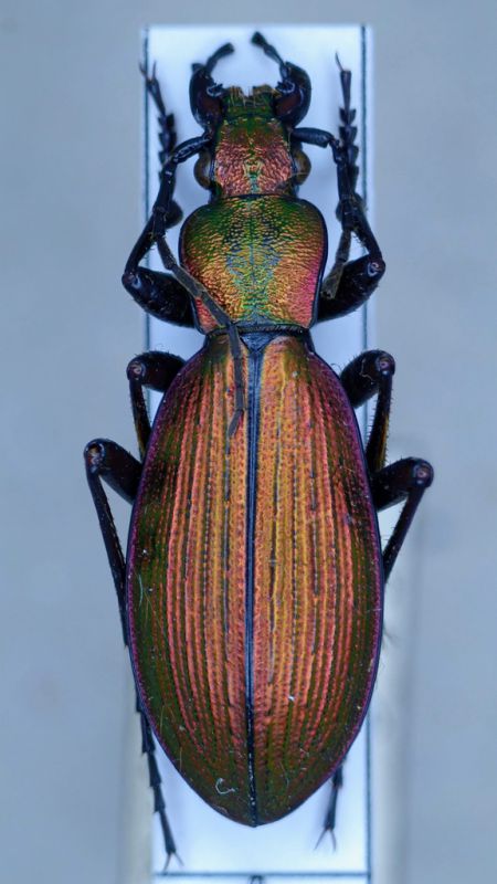 Ceroglossus sp..jpg