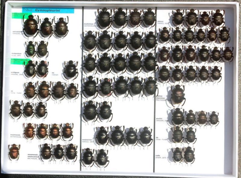 Scarabaeidae 36.JPG